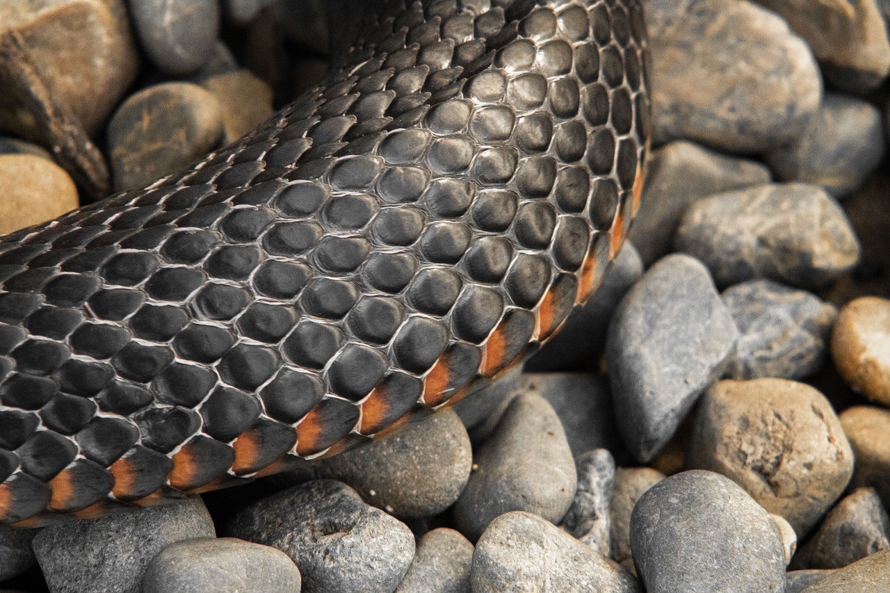 O Que Significa Sonhar Cobra Preta Dreams Sonhar