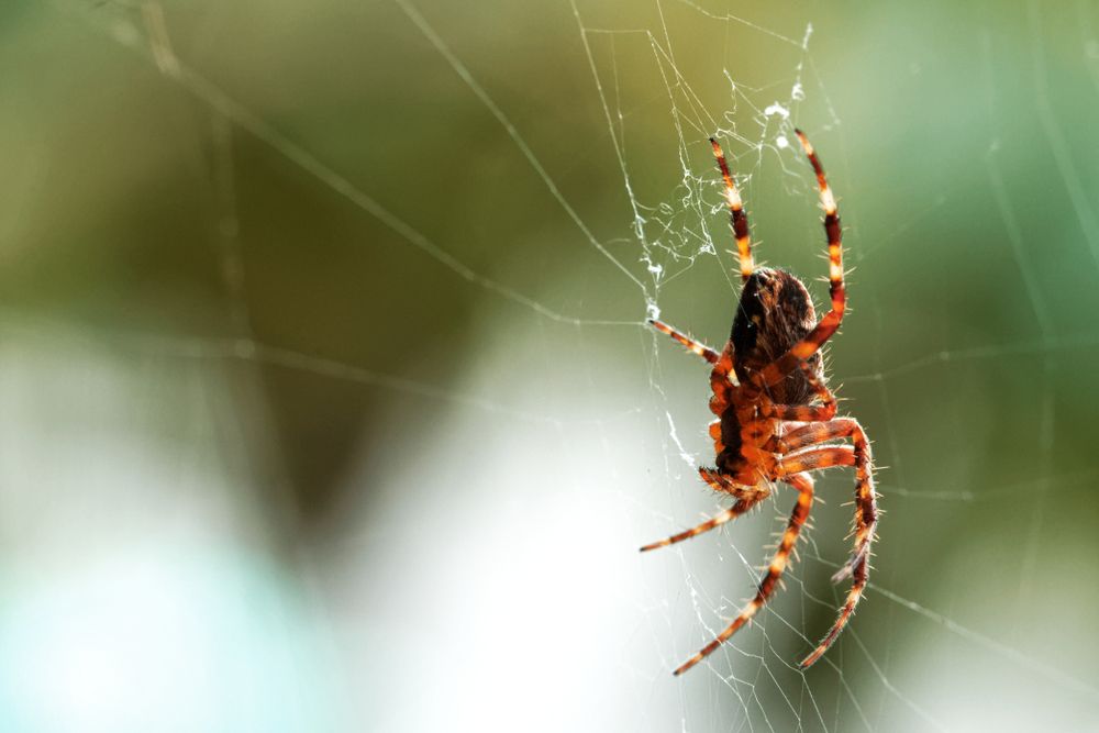 Sonhar com aranha: o que significa e como interpretar corretamente