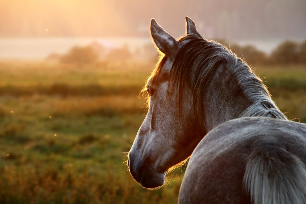 Sonhar Com Cavalo - Descubra O Que Significa