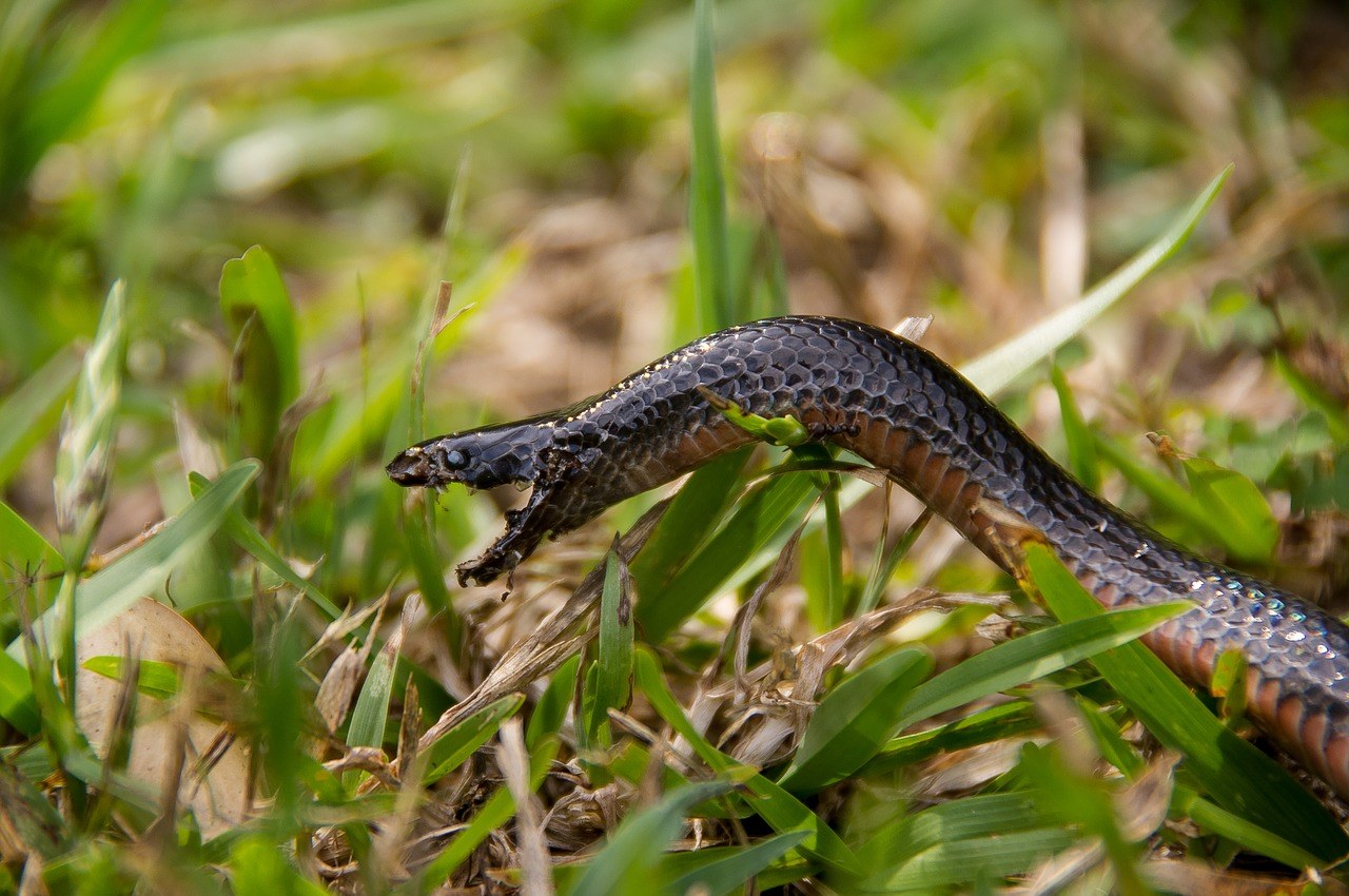 O que significa Sonhar com Cobra picando ou mordendo?