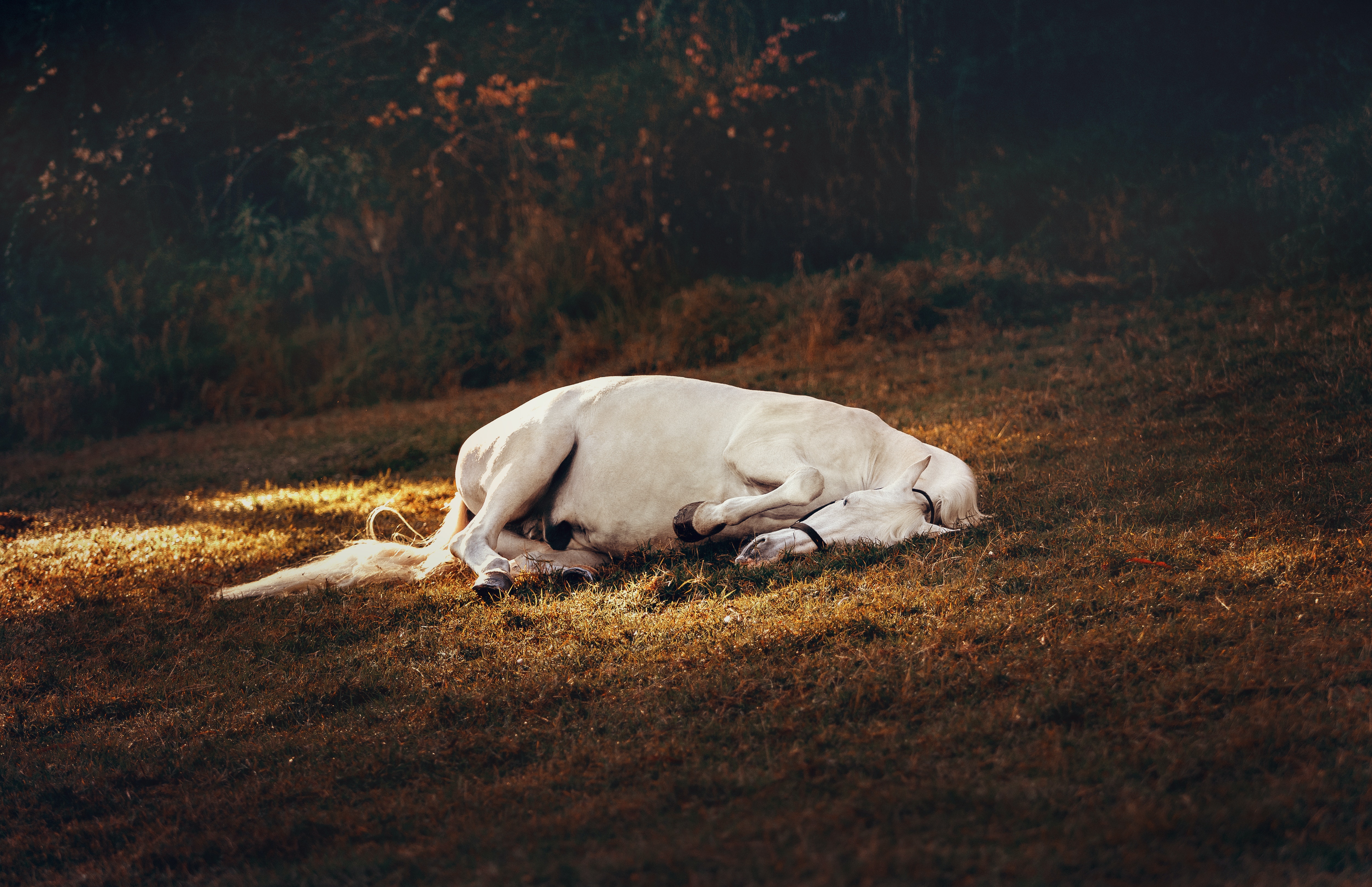 O que significa sonhar com cavalo morto? Branco, filhote, preto e mais!