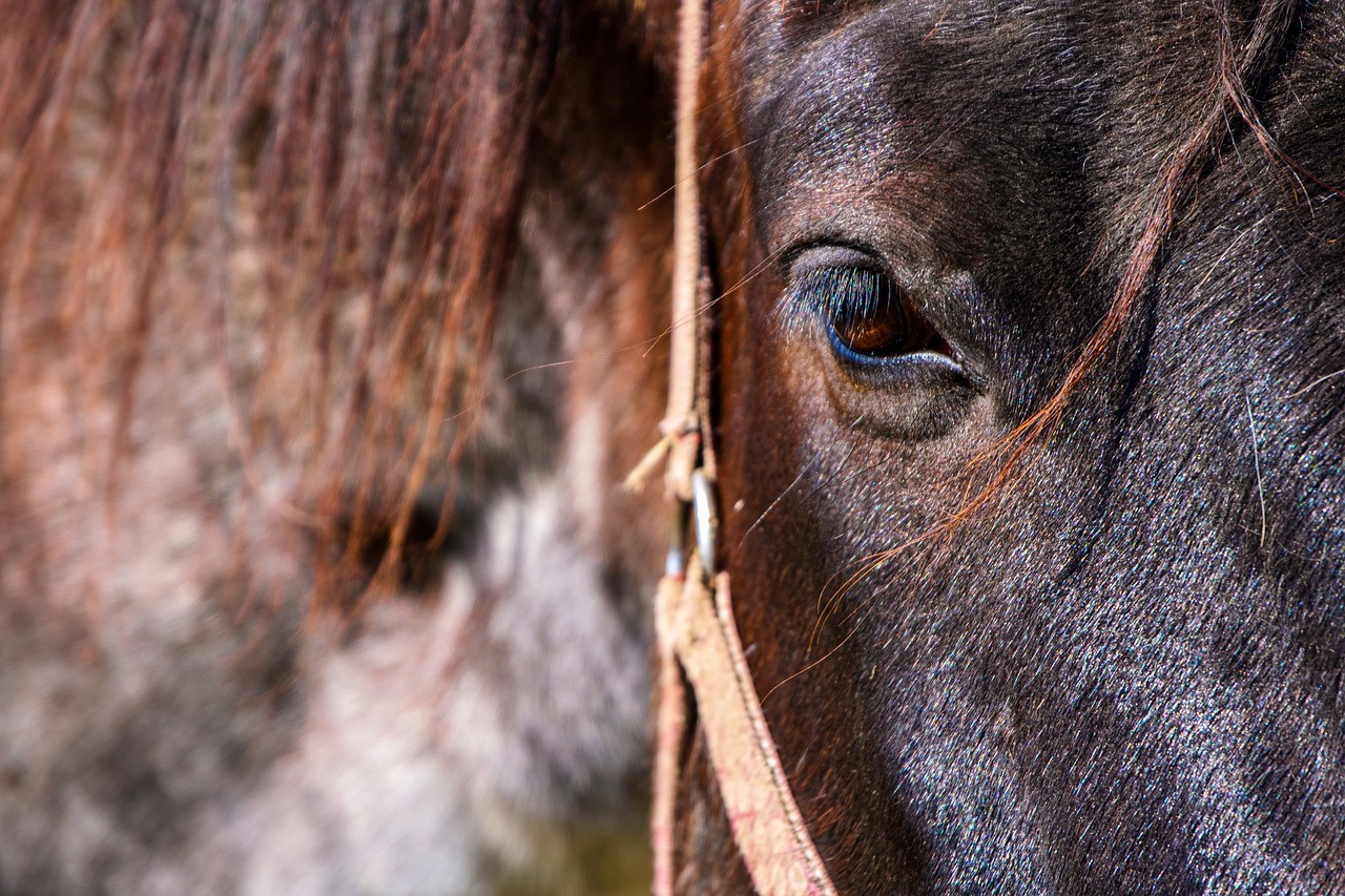 Sonhos Significado: sonhar com Cavalo bravo