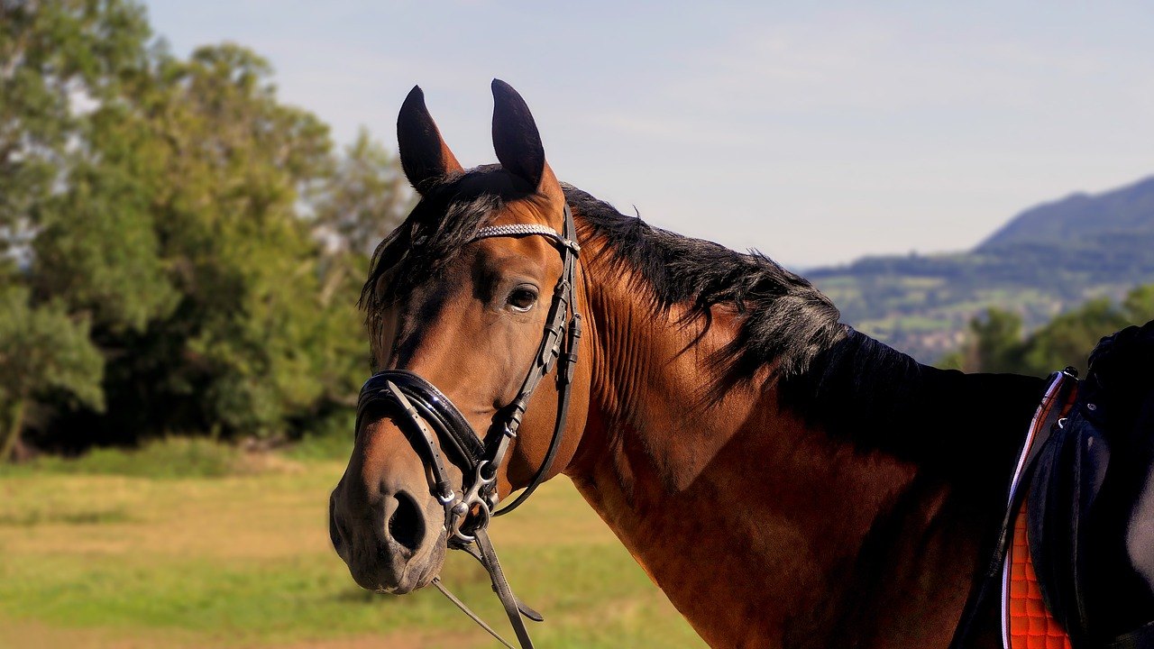Sonhar com cavalo marrom – Qual é o significado desse sonho?